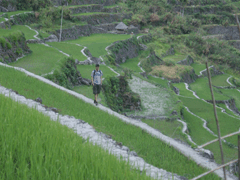 Ifugao Terraces